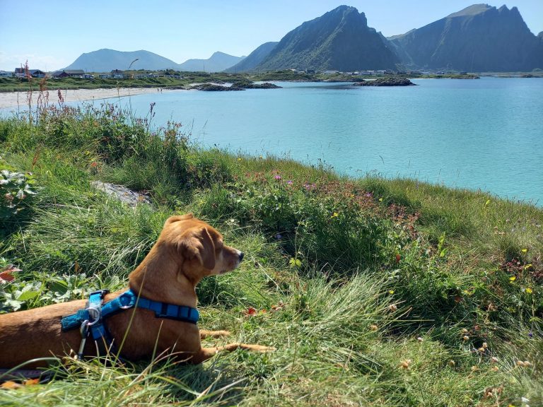Mehr über den Artikel erfahren Tag 38 – Andenes auf Vesterålen, heute mit viel 🌞