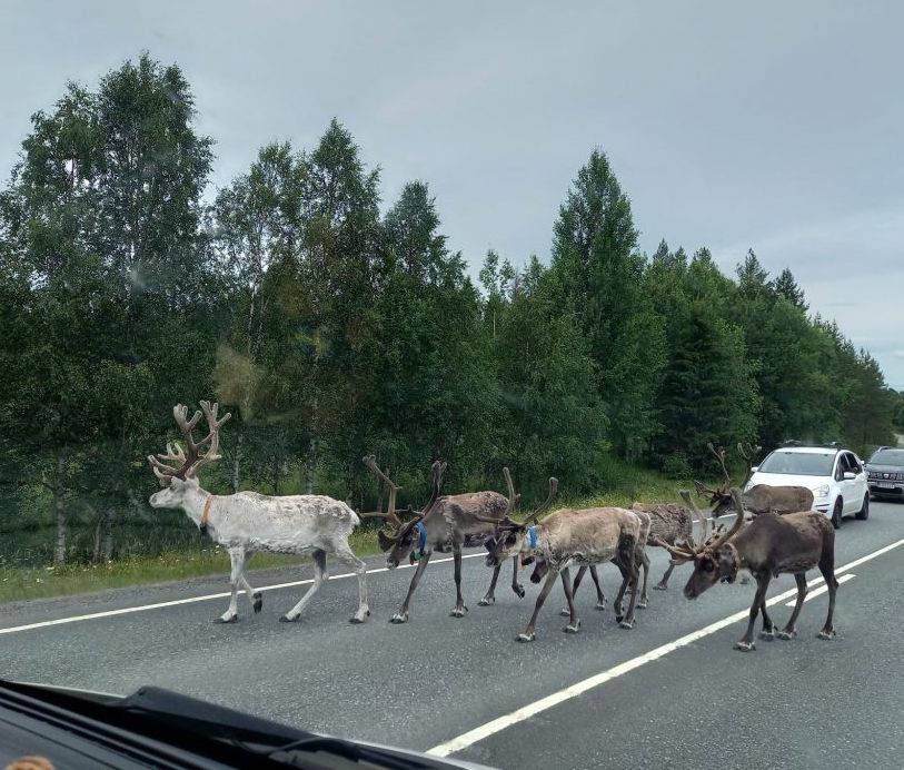 Du betrachtest gerade Tag 28 – Lappland: Rentiere und Weihnachten