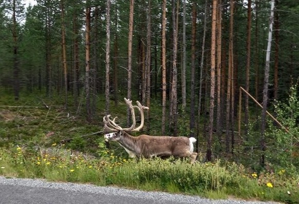 Mehr über den Artikel erfahren Tag 48 – Von der Mitte Schwedens weiter gen Süden