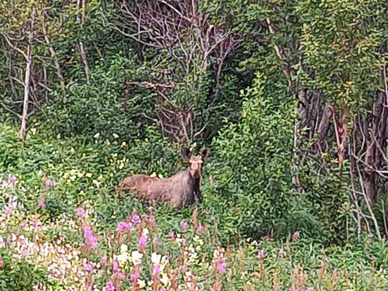 Mehr über den Artikel erfahren Tag 42 – Abschied von den Lofoten und Elch-Alarm 😀
