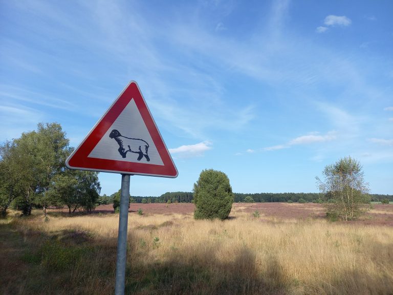 Mehr über den Artikel erfahren Tag 59 – Zum Abschluss noch ein bisschen Lüneburger Heide