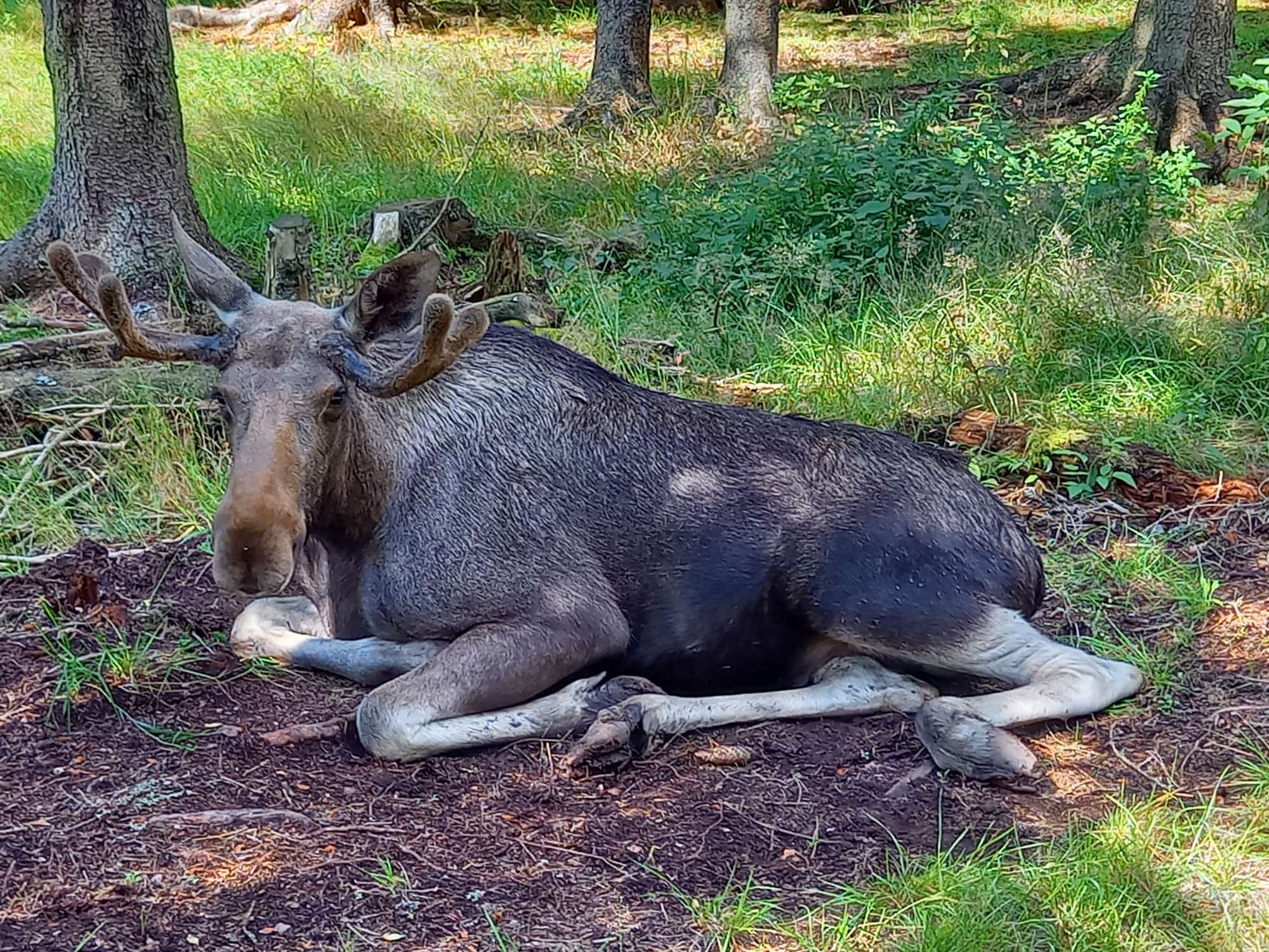 Du betrachtest gerade Tag 53 – Elchpark Grönåsen